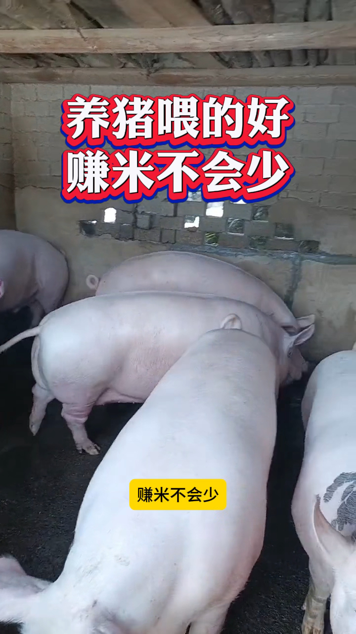 养猪喂的好,赚钱不会少