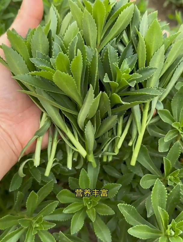 养心菜又叫“救心草”,农村遍地都是,用途广泛营养高!