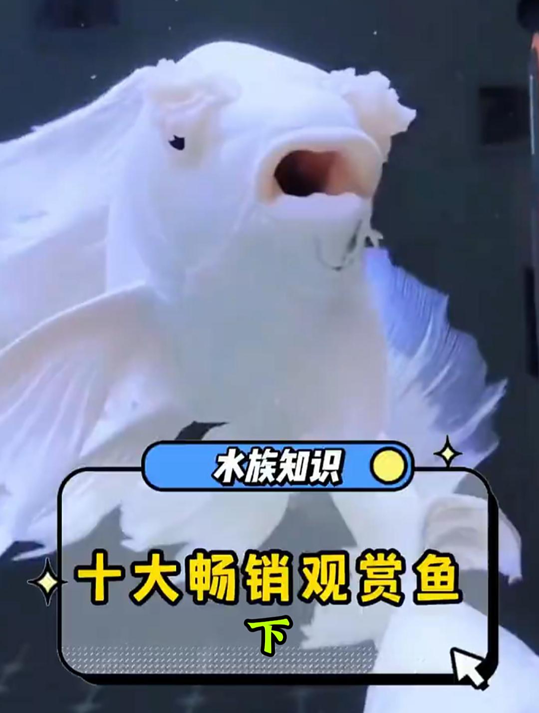 盘点水族店销量最好的十大观赏鱼下