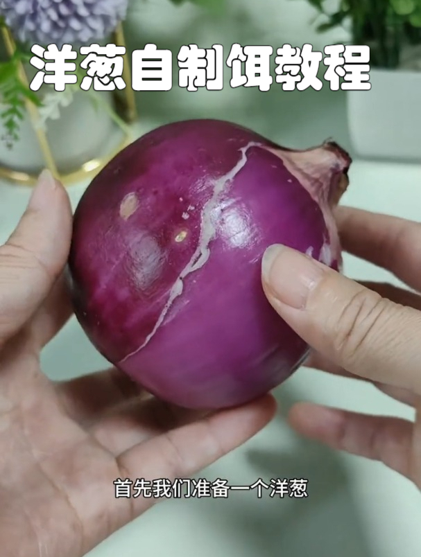 都知道草鱼爱吃草,但90%钓友不知道其实洋葱才是鱼儿最爱!