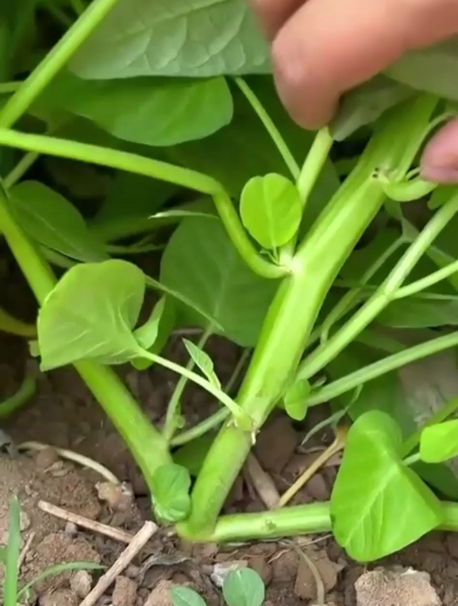这就是大家说的三叉空心菜,种植简单,三季皆可种!