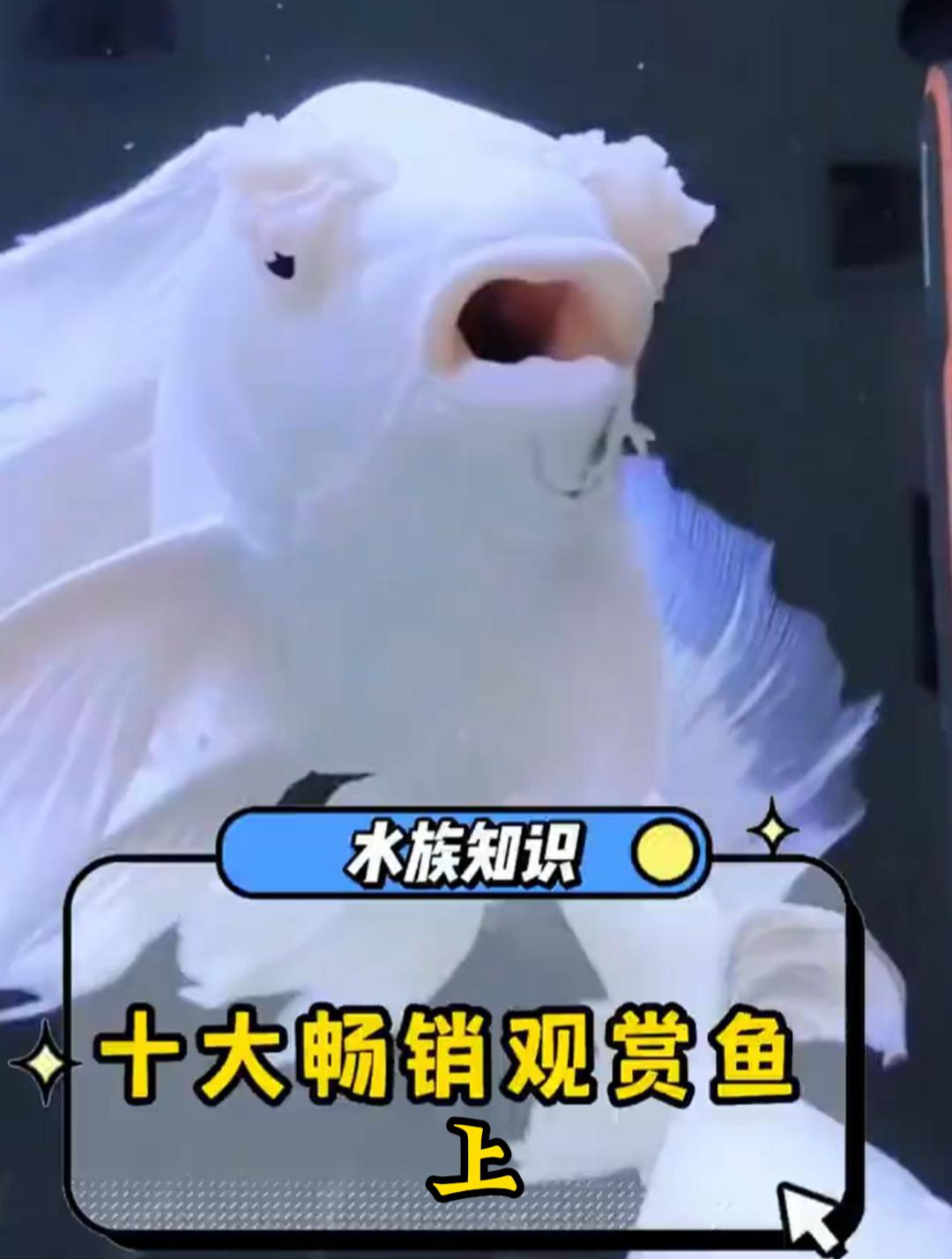 盘点水族店销量最好的十大观赏鱼(上)