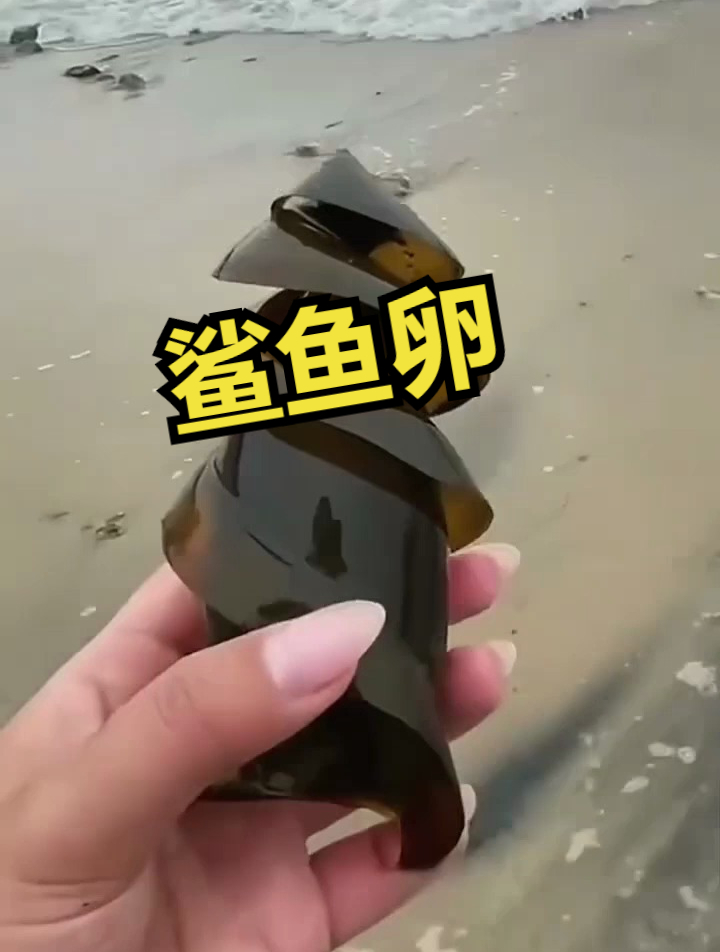原来鲨鱼卵长这样