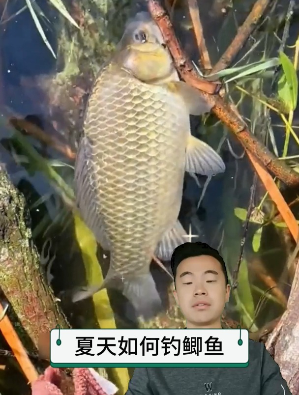 初夏如何钓鲫鱼?学会这招,从此钓鱼不空军