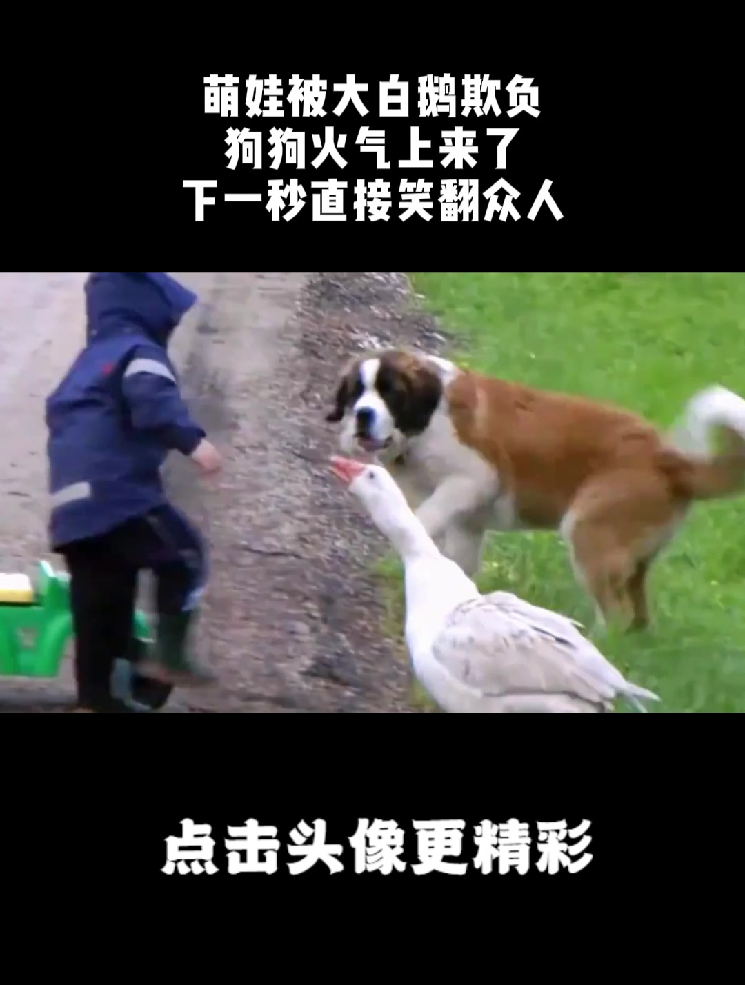 萌娃被大白鹅欺负,狗狗火气上来了,下一秒直接笑翻众人