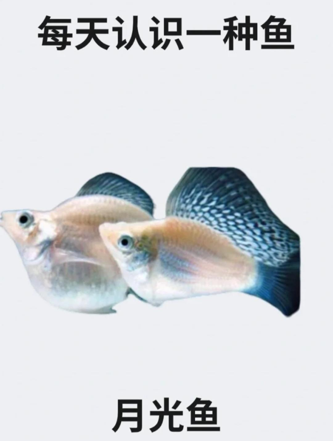 每天认识一种鱼之月光鱼