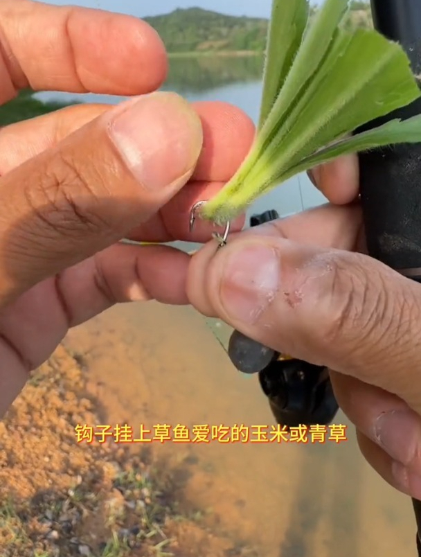 钓草鱼用什么效果最好?老钓友:3颗珠珠就够了!
