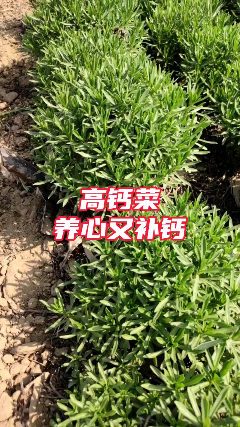 高钙菜对中老年人特别好,4月种几棵,年年采月月收
