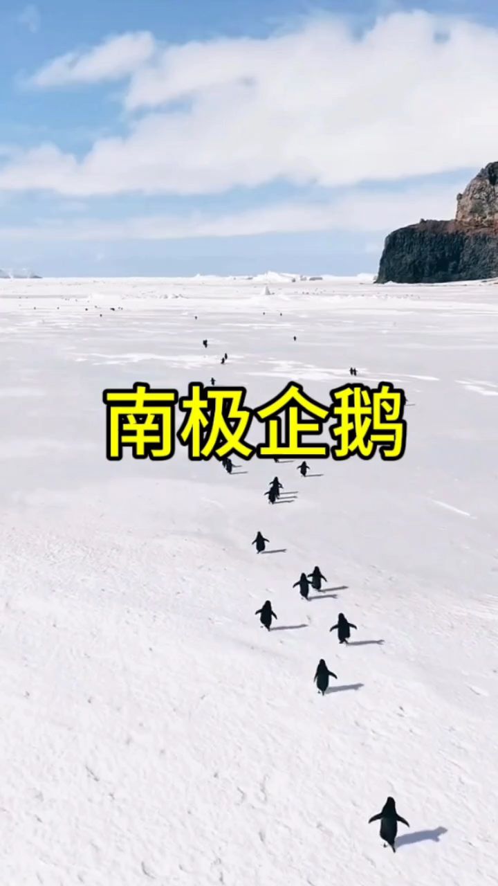 在南极,一群企鹅跑去海边捕虾的空中画面!