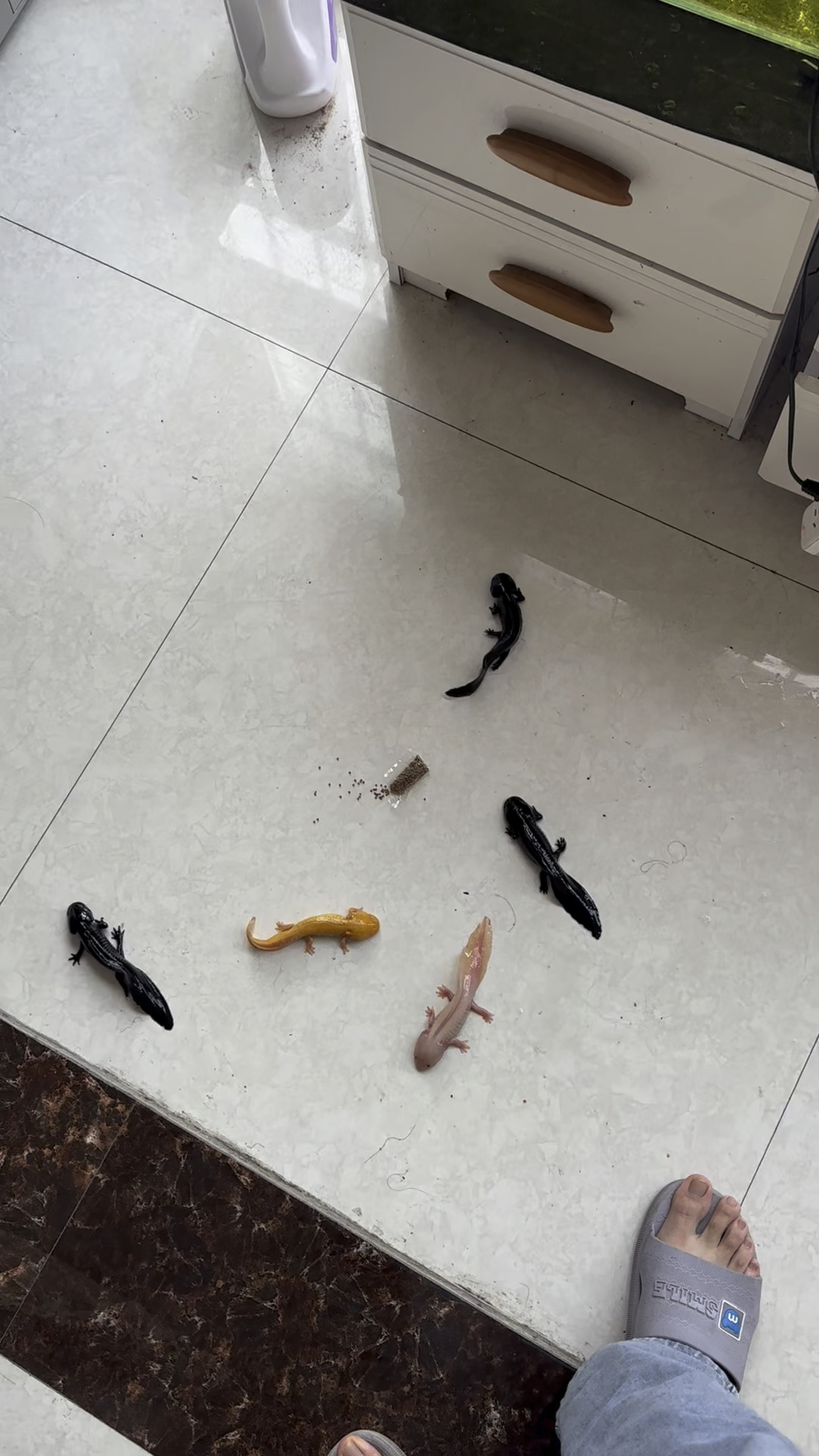 六角恐龙鱼竟然全在地上了