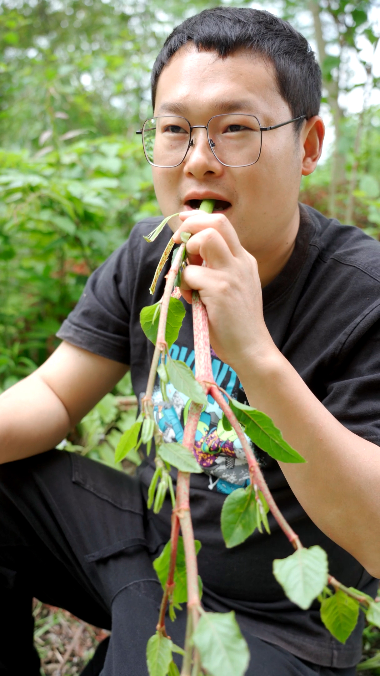 又到了吃虎杖的季节,又酸又想吃,根本停不下来
