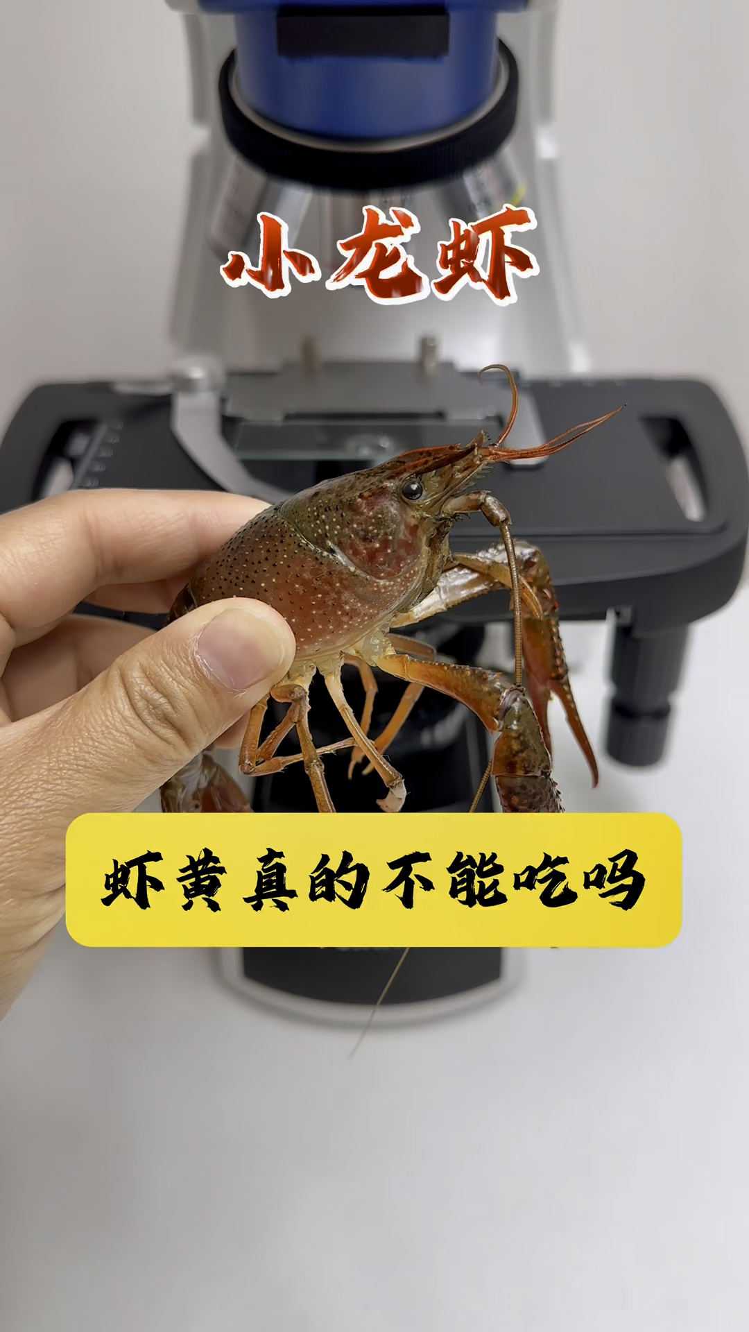 还有多少人把肝胰脏当成小龙虾的“虾黄”的?