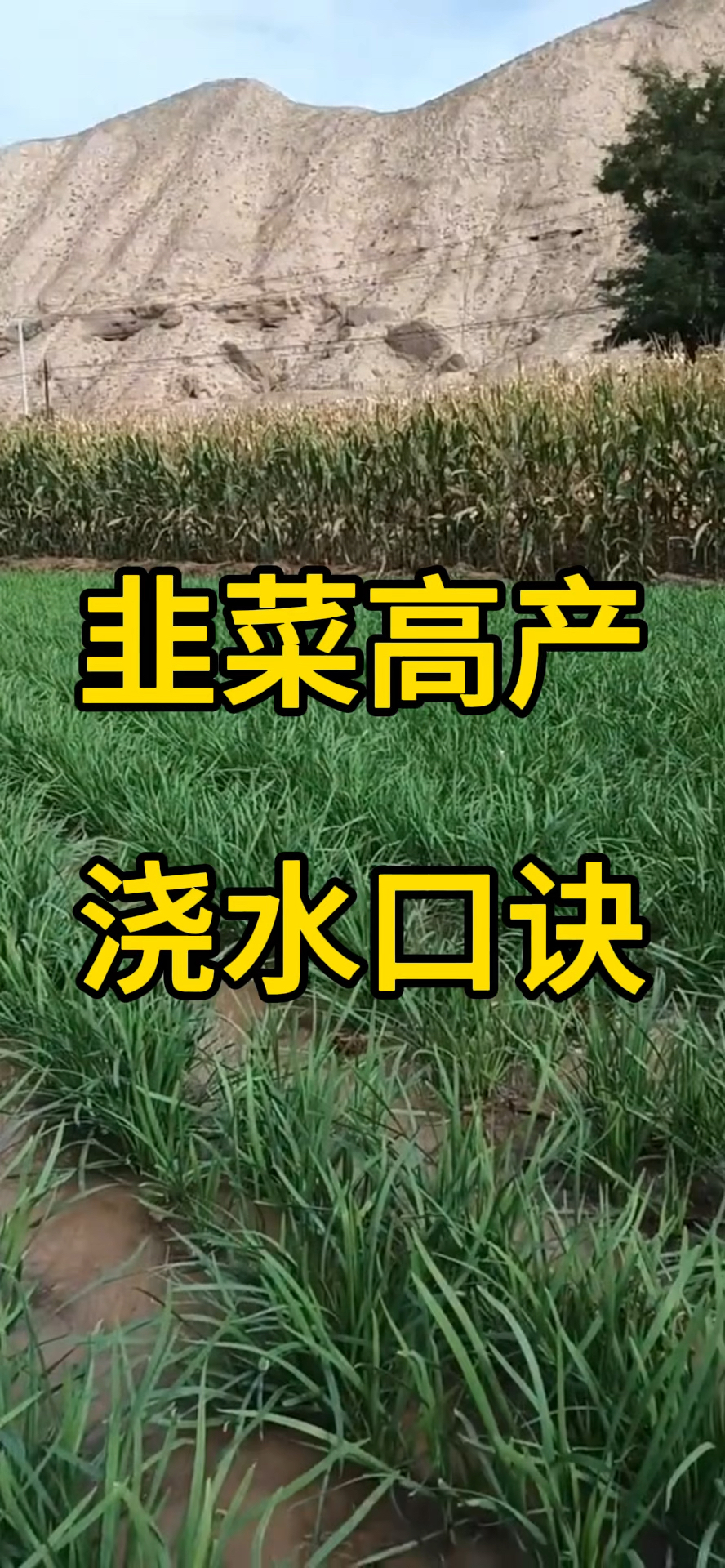 韭菜高产浇水口诀!