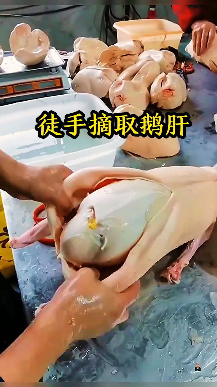 徒手摘取鹅肝,厉害