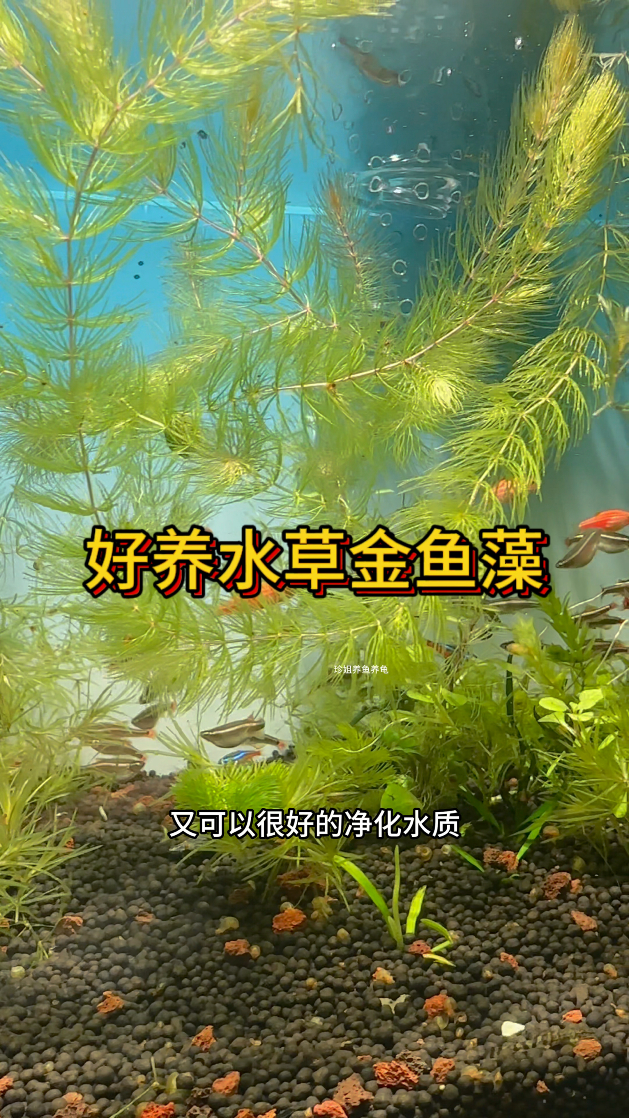 好养水草之金鱼藻