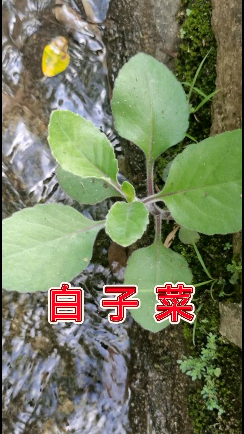 白子菜:一直被人们当野菜食用,药用价值极高,三高人群挚爱