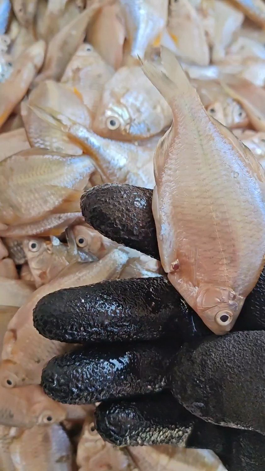 三花五罗葫芦籽鱼,刚摘完网嘎嘎新鲜,想吃的赶紧哈