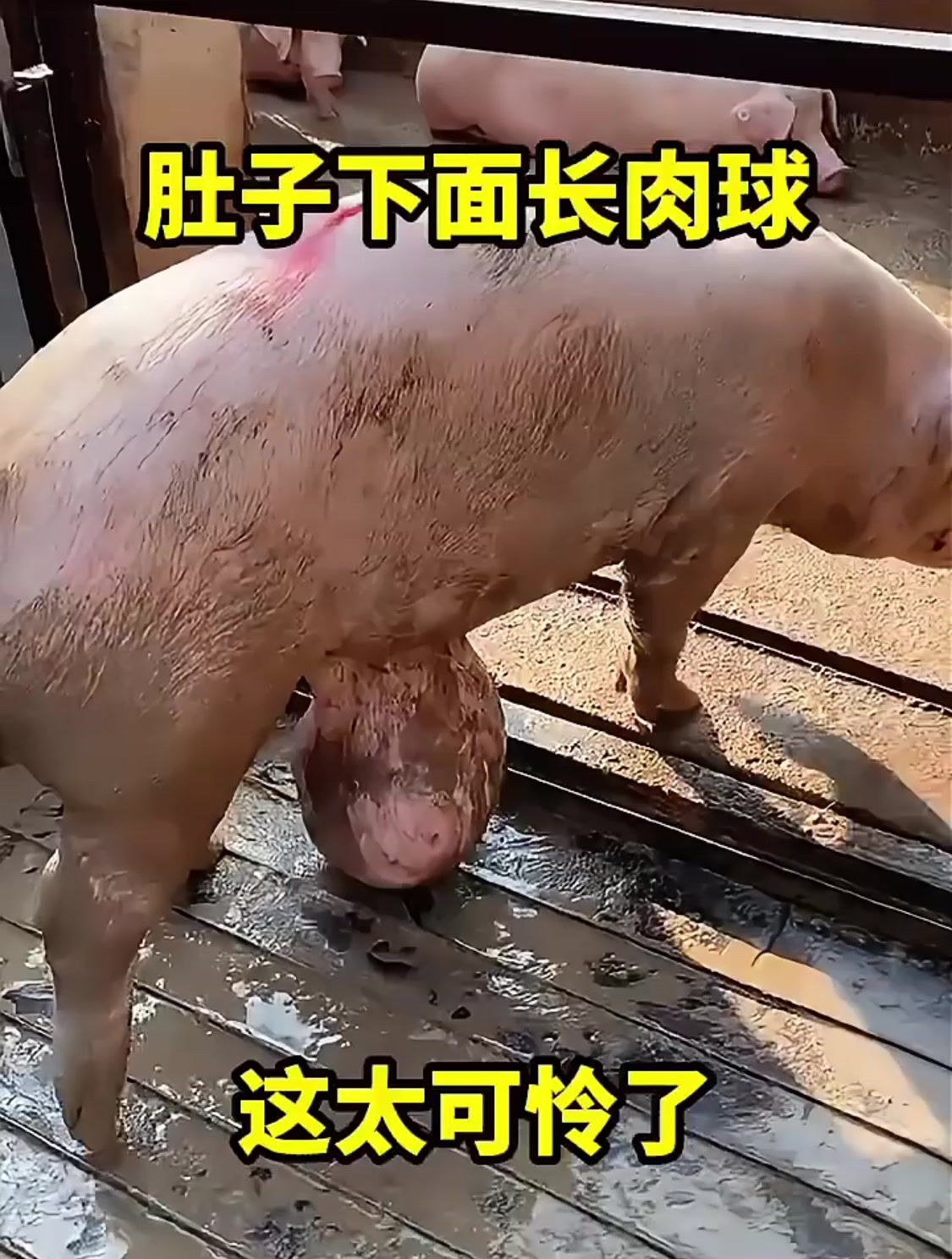肚子上长肉球,这太可怜了!