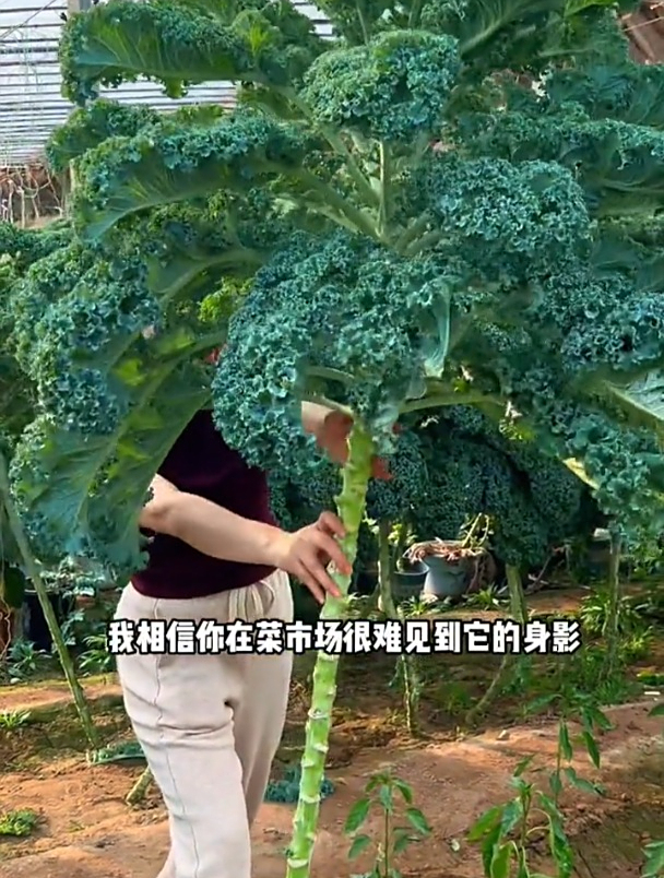 市场少见的蔬菜,种一棵长到2米多高,它就是羽衣甘蓝!