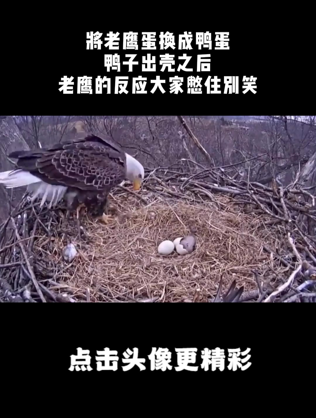 将老鹰蛋换成鸭蛋,鸭子出壳之后,老鹰的反应大家憋住别笑!