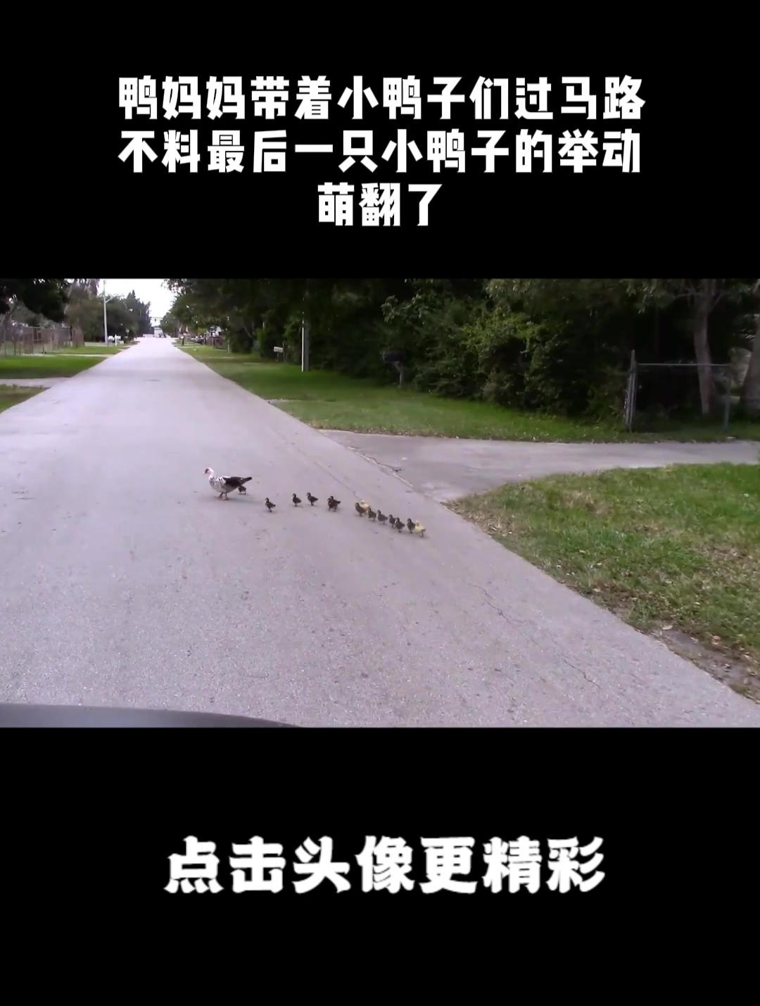 鸭妈妈带着小鸭子们过马路,不料最后一只小鸭子的举动,萌翻了