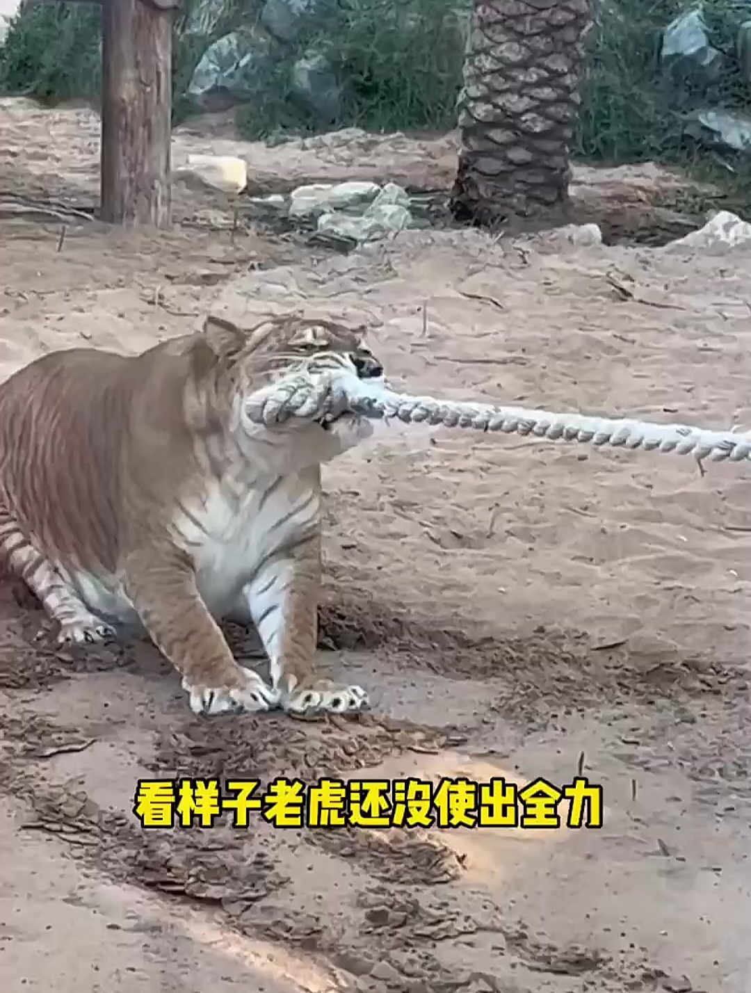 老虎跟人拔河,没想到输给妹子