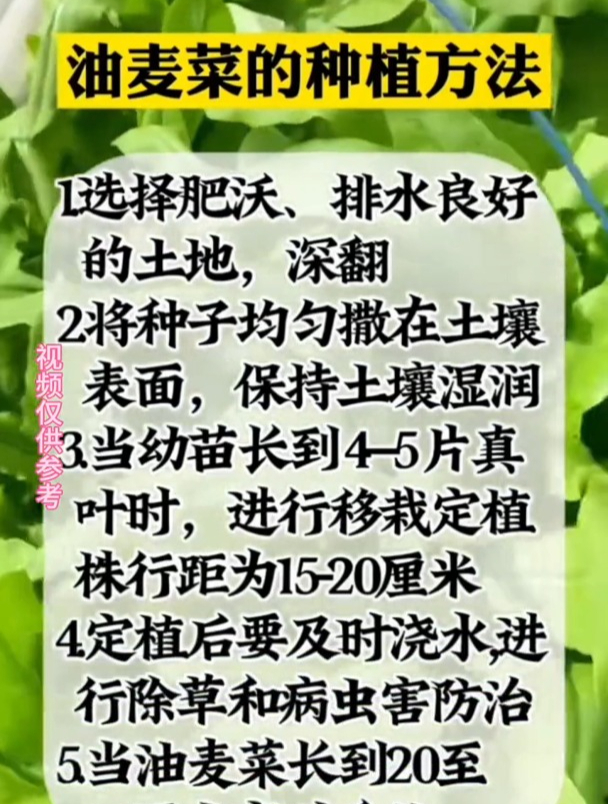 油麦菜该如何种植,老菜农教你几个方法!