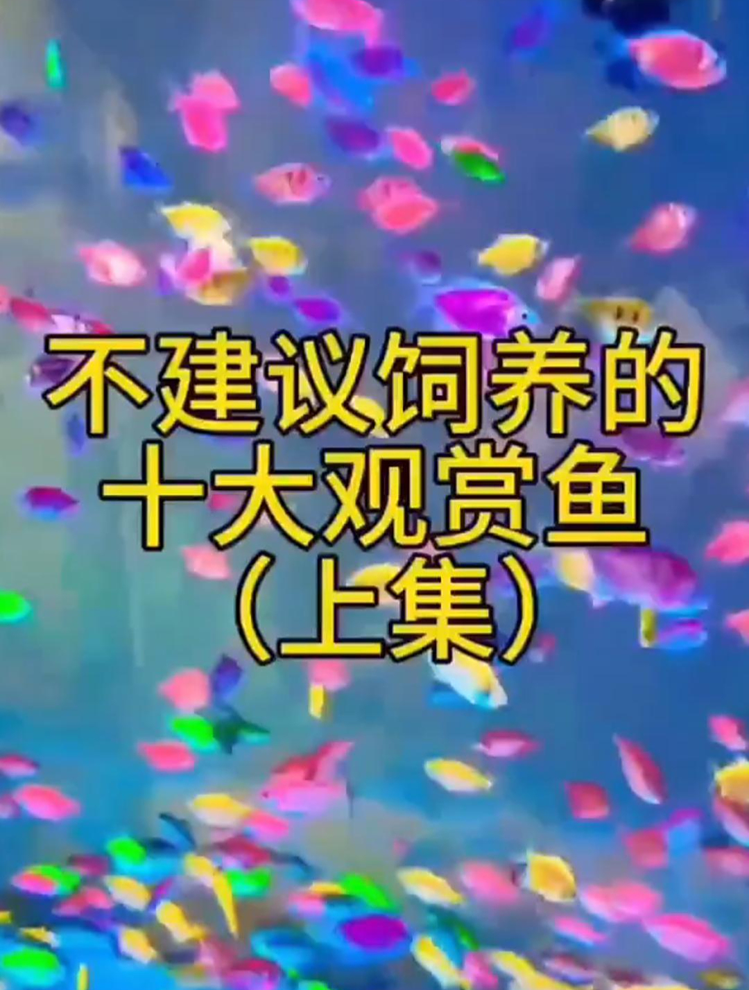 不建议饲养的10大观赏鱼(上)