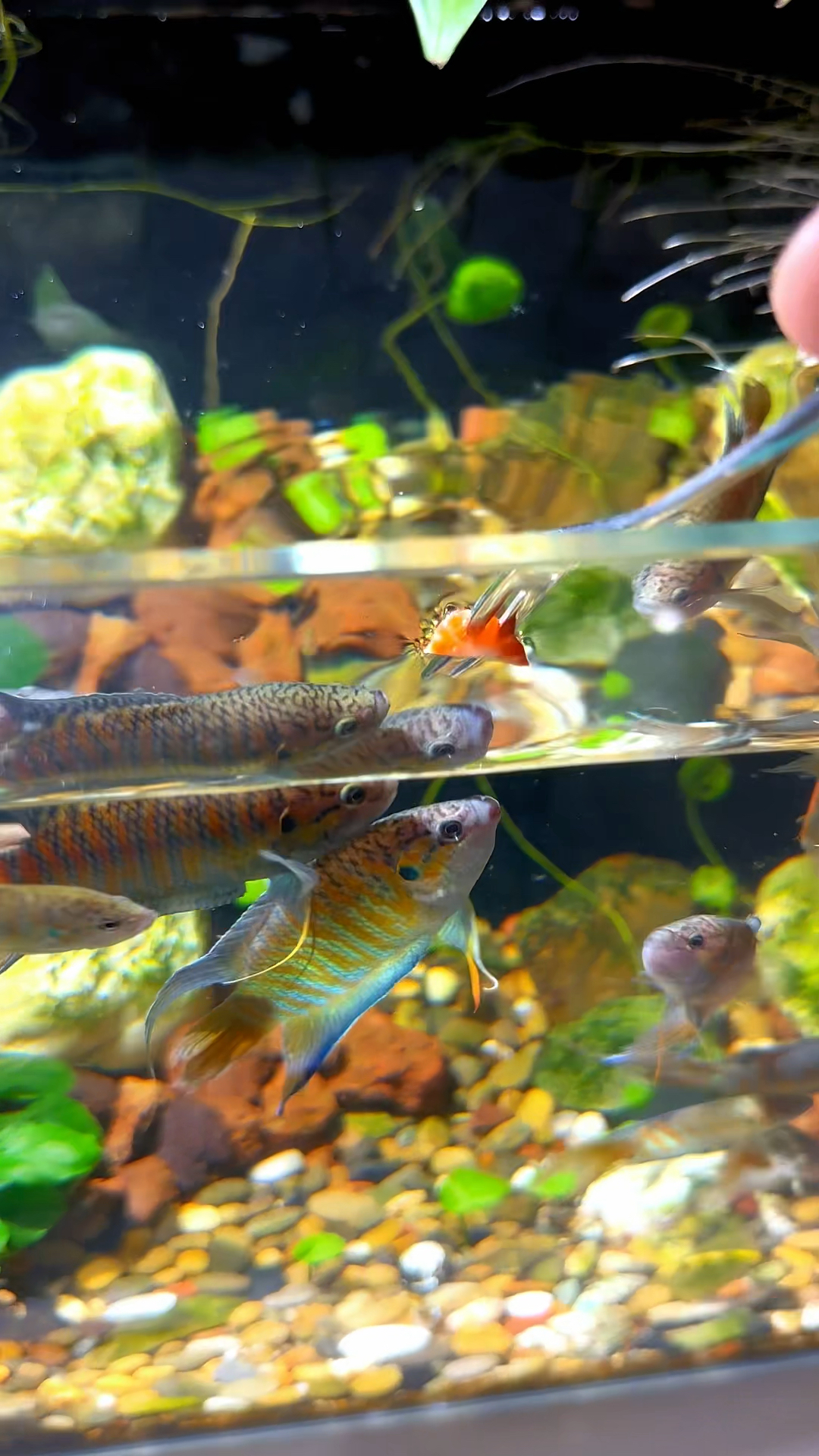 没想到斗鱼还吃草莓,这些家伙是真不挑食