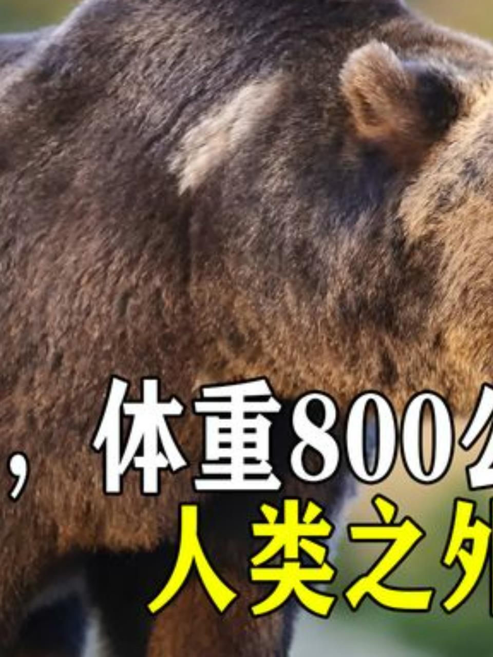 科迪亚克棕熊:陆地最大食肉动物,体型庞大力量惊人!2