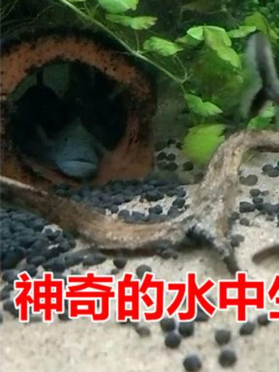 揭秘海洋奇观:象鼻鱼的电灯泡尾巴与猴盘鱼的超能力1