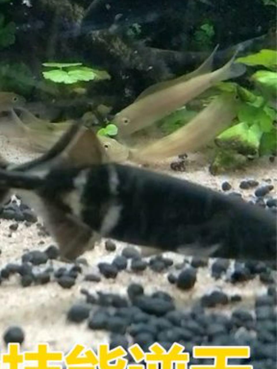 揭秘海洋奇观:象鼻鱼的电灯泡尾巴与猴盘鱼的超能力3