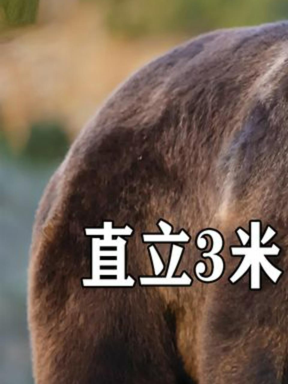 科迪亚克棕熊:陆地最大食肉动物,体型庞大力量惊人!1