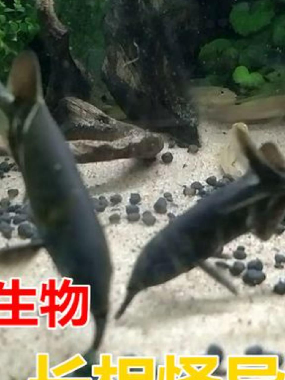 揭秘海洋奇观:象鼻鱼的电灯泡尾巴与猴盘鱼的超能力2