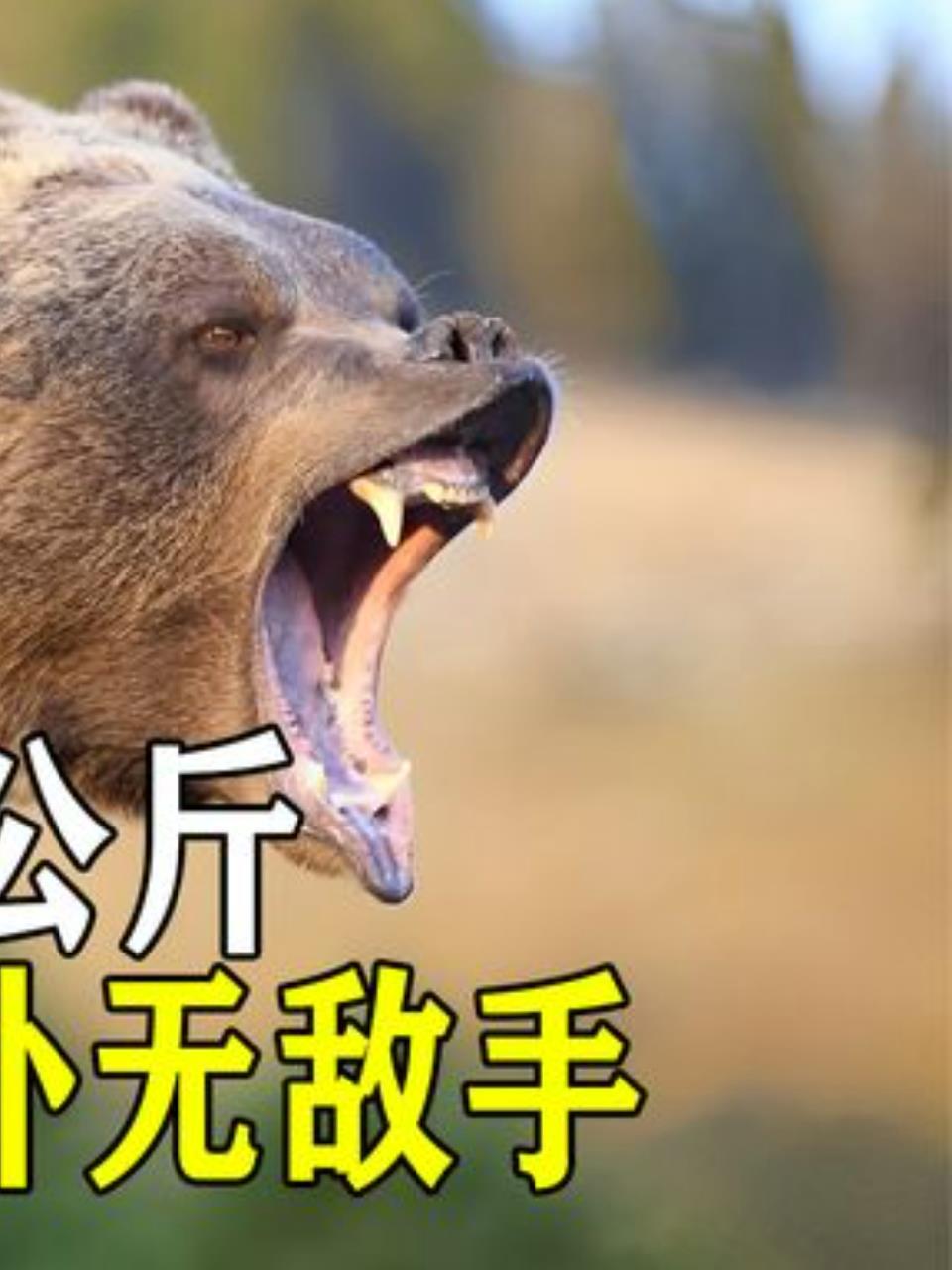科迪亚克棕熊:陆地最大食肉动物,体型庞大力量惊人!3