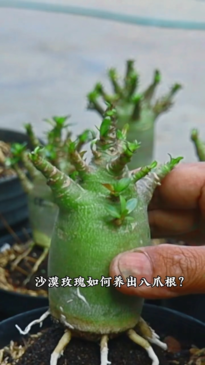 沙漠玫瑰如何养出八爪根?需要时间