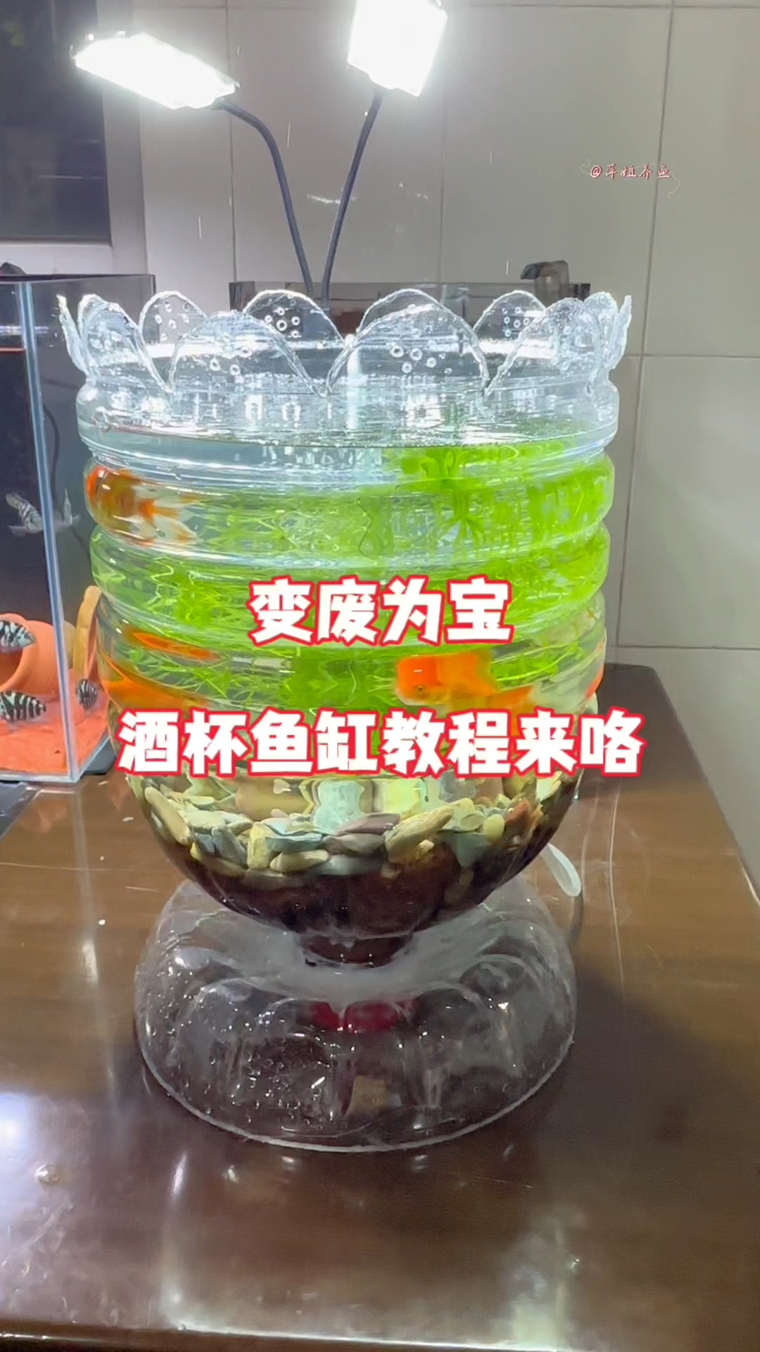 变废为宝,酒杯鱼缸教程来咯#水族 #鱼缸里的大自然 ##养鱼日记