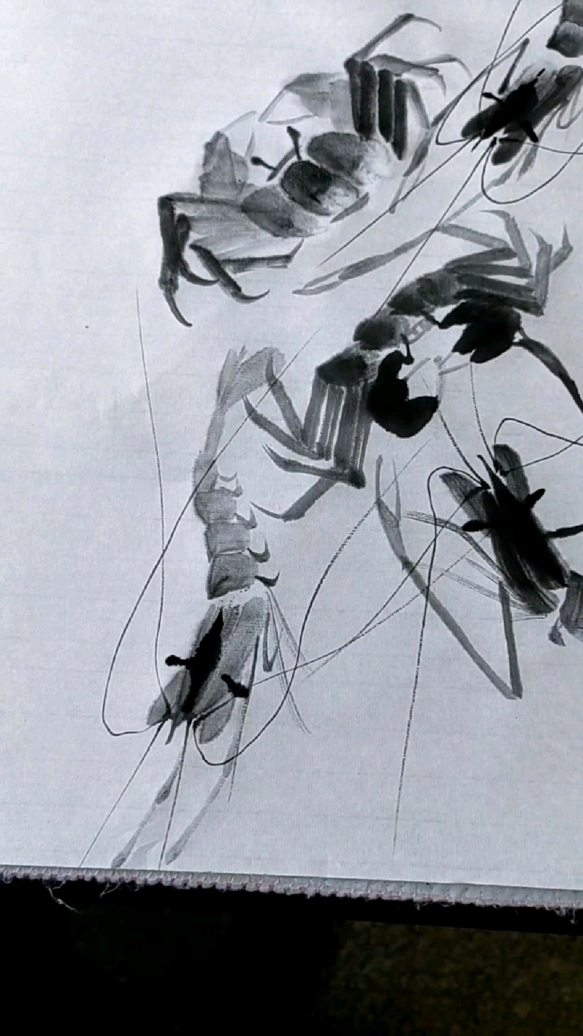 写意虾蟹的画法《四八二》