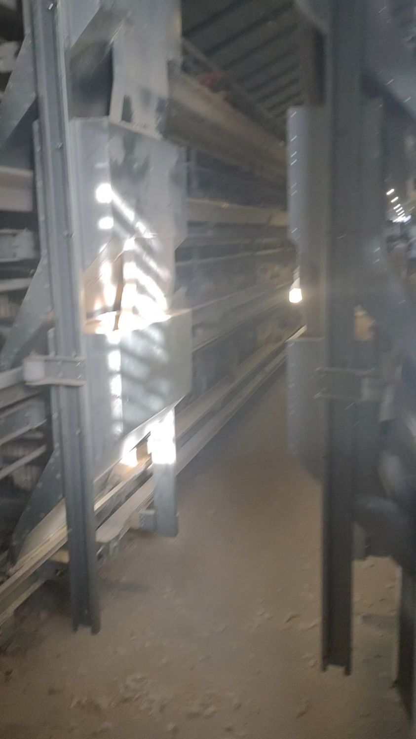 #自动化蛋鸡笼 #蛋鸡养殖 自动化蛋鸡笼养设备,层叠式蛋鸡笼