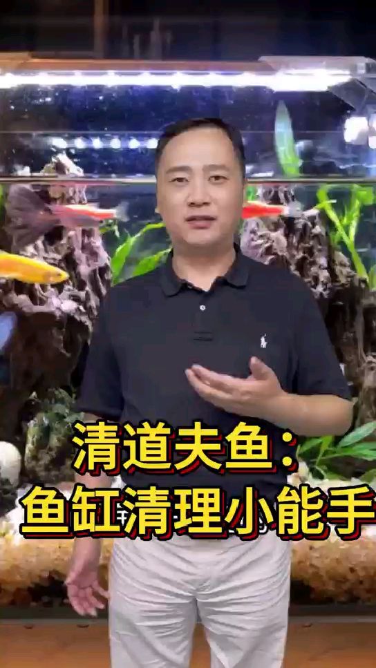 清道夫鱼:鱼缸清理小能手