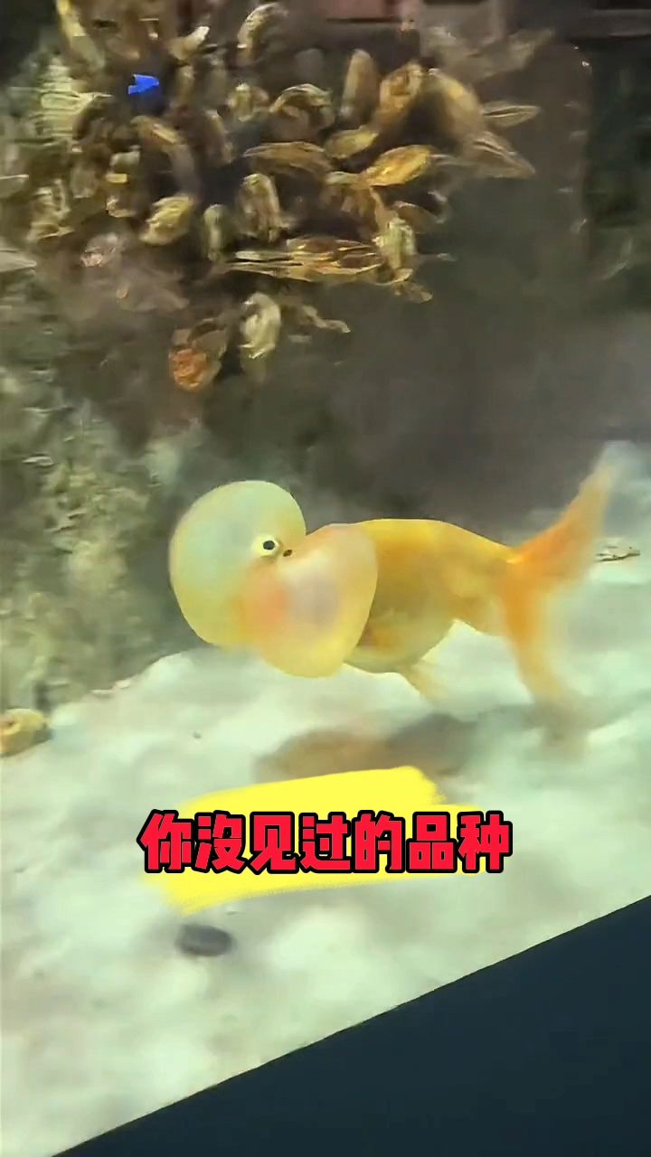 你从未见过的大眼泡鱼。