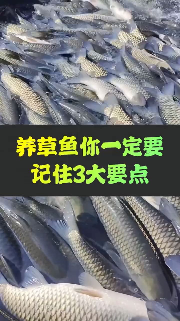 养草鱼一定要记住三大点