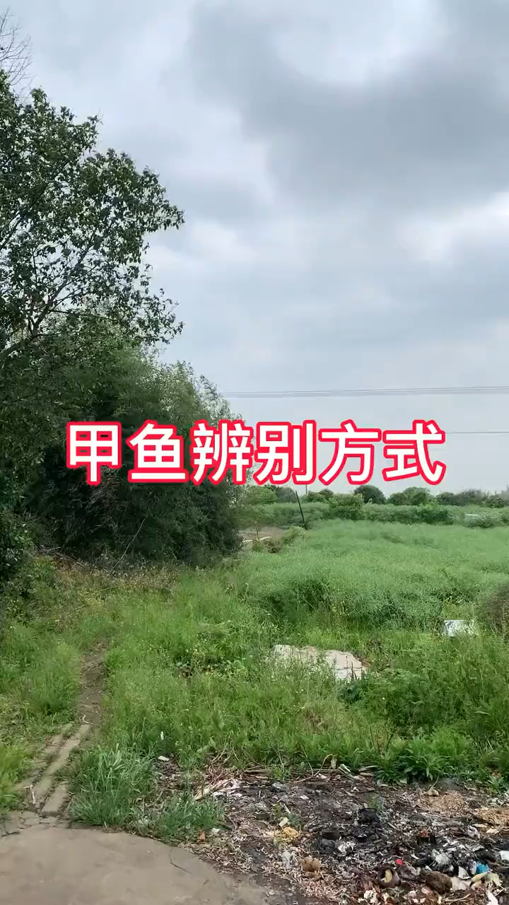 甲鱼辨别方式全是干货