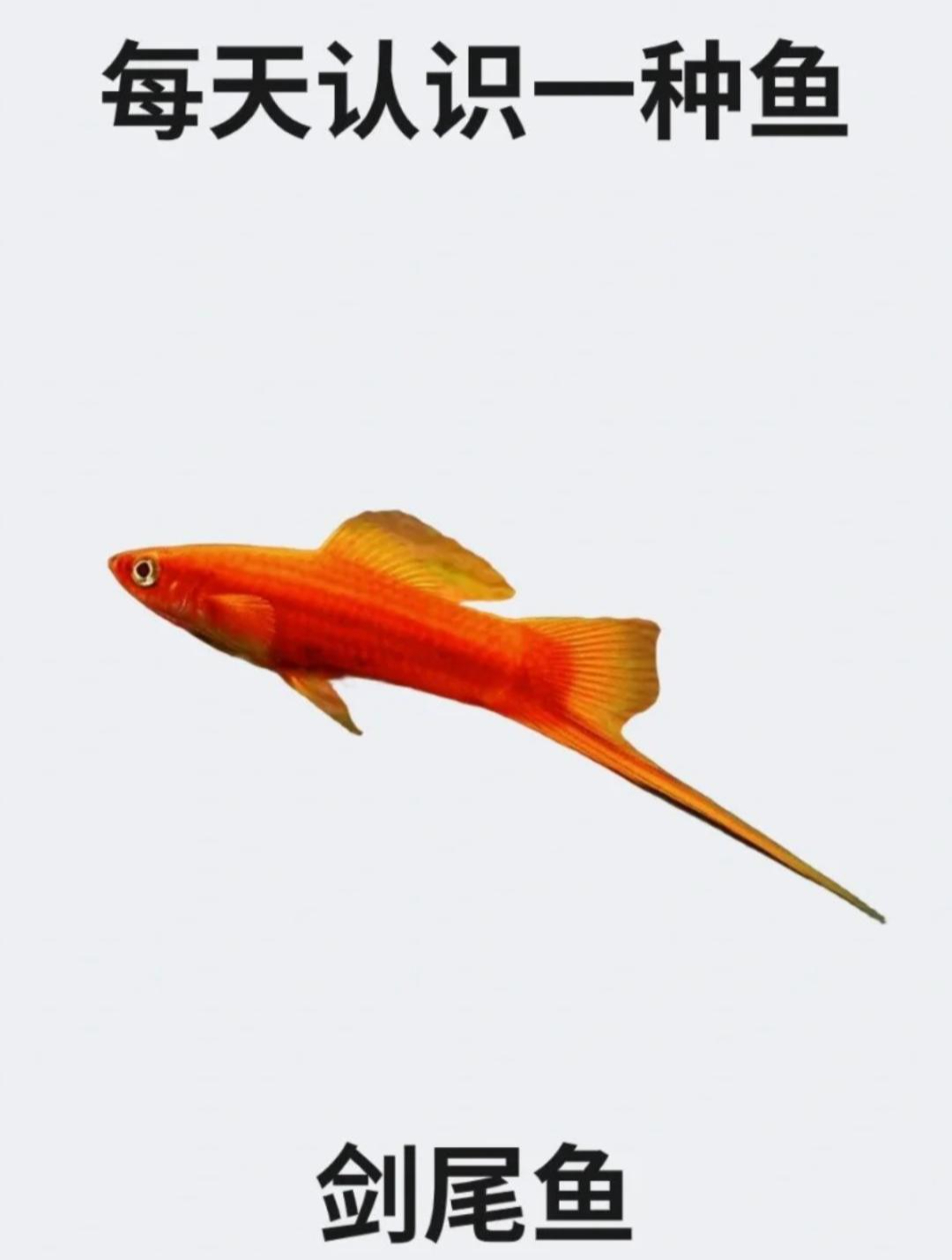 每天认识一种鱼之剑尾鱼