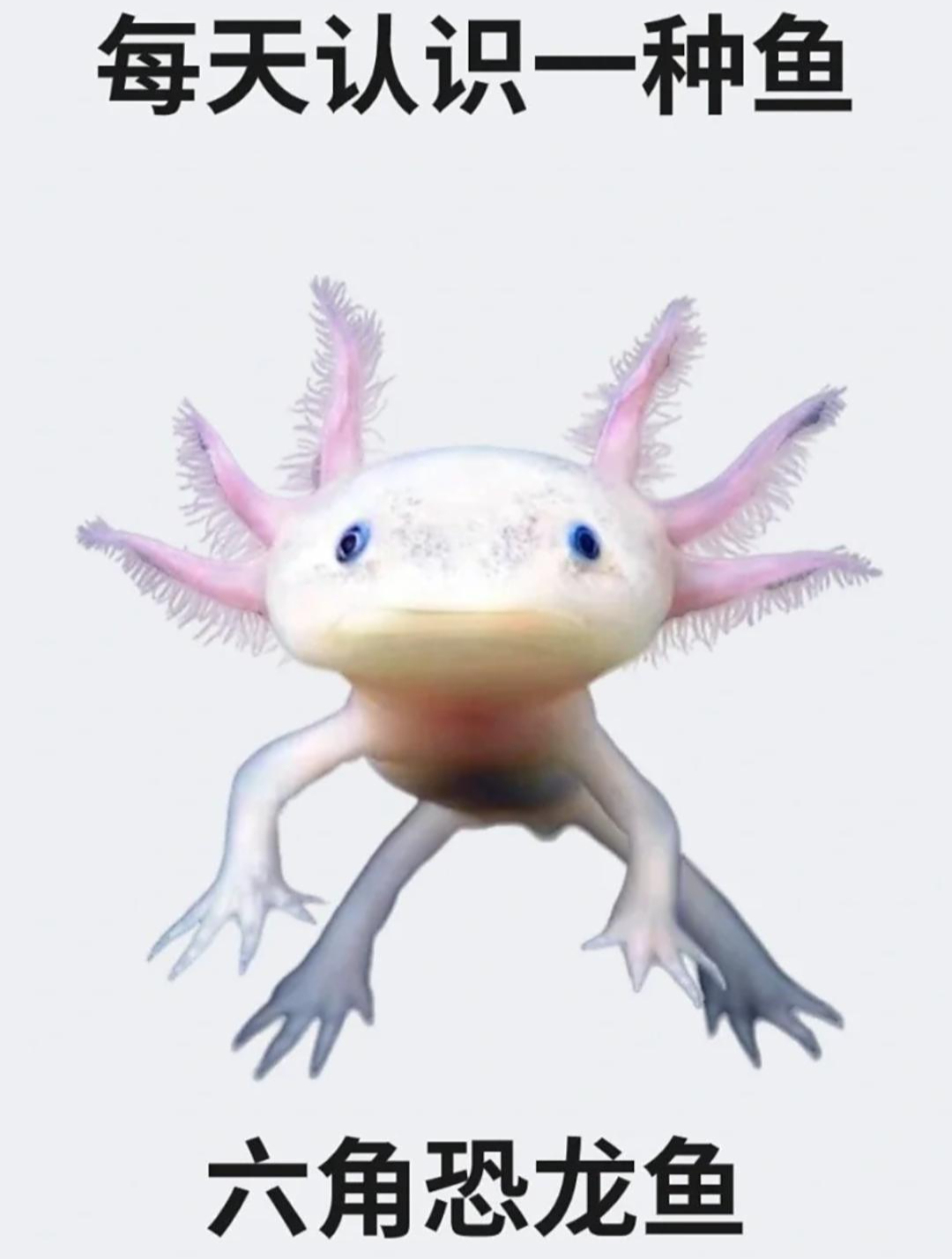 每天认识一种鱼之六角恐龙鱼