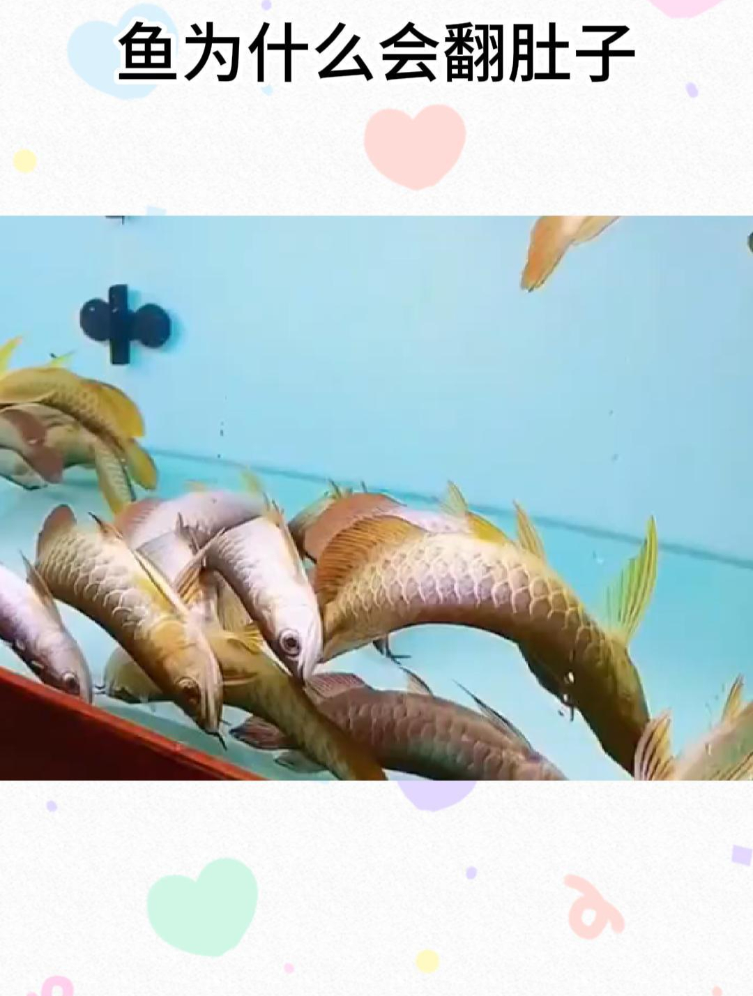 鱼为什么会翻肚子,究竟是什么原因引起的呢