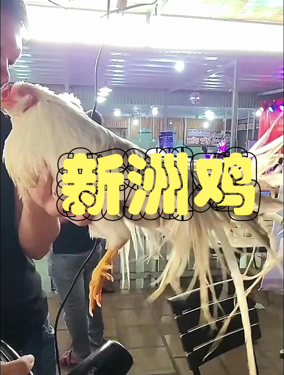 这种长尾巴鸡尾巴像羽毛一样漂亮,你见过么