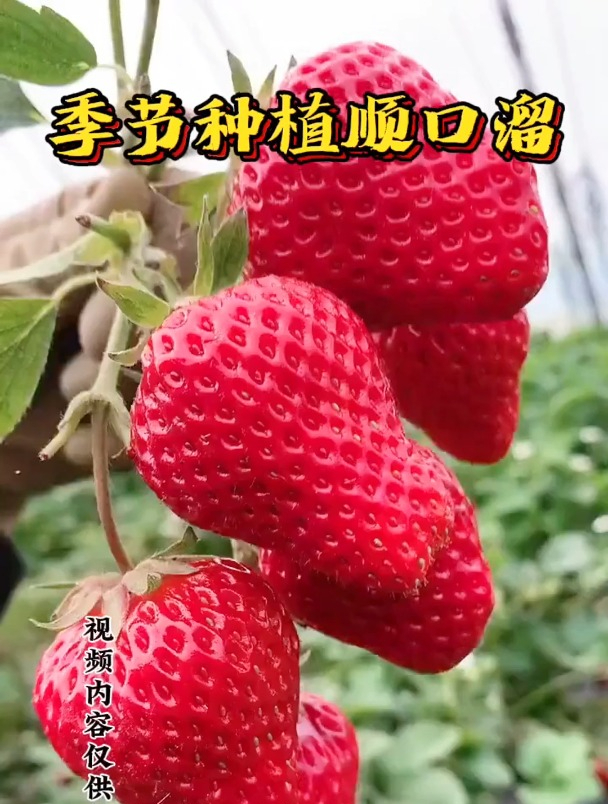 季节种菜顺口溜,句句都是智慧!