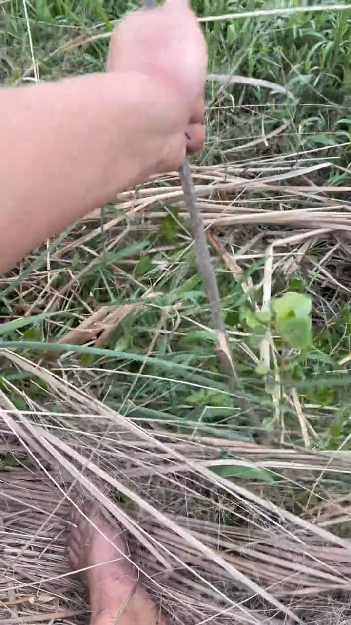 (二)野坑意外收获,不容易#户外真实##野生甲鱼##小甲鱼##鳖#