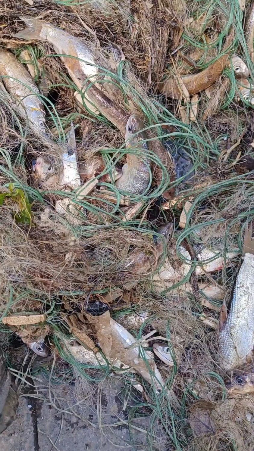 东北松花江江板黄鱼爆网啦,全都是鱼, 江水炖江鱼,想吃的赶紧来